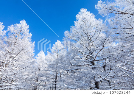 冬の青空と美しい霧氷に覆われたカラマツ10 冬の青空と美しい霧氷に覆われたカラマツ10 107628244