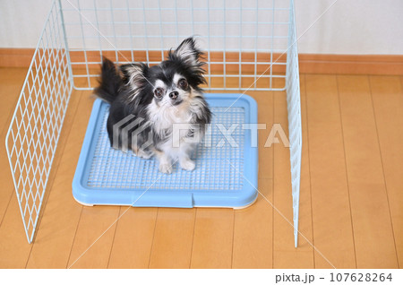 ワイヤーネットで囲ったトイレ　トイレトレーニング　犬　犬用トイレ　チワワ 107628264