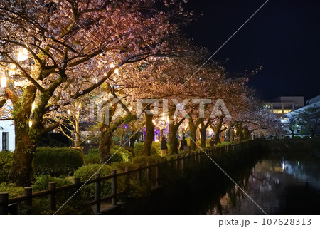 関東地方・小田原城・夜桜・小田原駅や繁華街からお城へ向かうお堀端通りの様子・神奈川県小田原市(1) 関東地方・小田原城・夜桜・小田原駅や繁華街からお城へ向かうお堀端通りの様子・神奈川県小田原市(1) 107628313