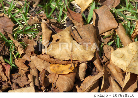 草原に堆積したシラカバの落葉 107628510