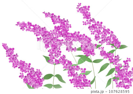 ブッドレアの花のカード1 107628595