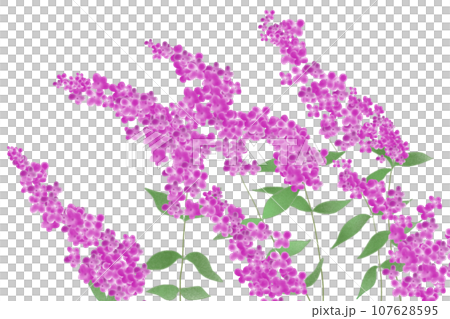 ブッドレアの花のカード1 107628595