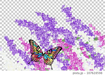 Buddleia flower and butterfly card 2 107628598