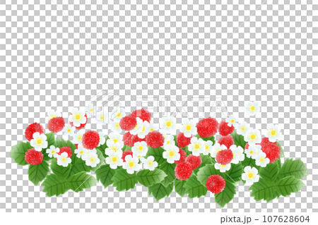 Hebiichigo flower and fruit card 2 107628604