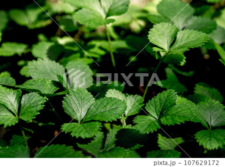 The Mock Strawberry plant for ground cover in the garden The Mock Strawberry plant for ground cover in the garden 107629172