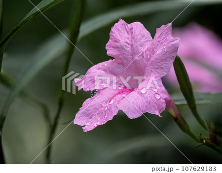 Delicate pink petals of the Wild Petunia flower Delicate pink petals of the Wild Petunia flower 107629183