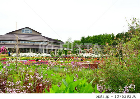 いくとぴあ食花 ローズガーデン(新潟県) いくとぴあ食花 ローズガーデン(新潟県) 107629236
