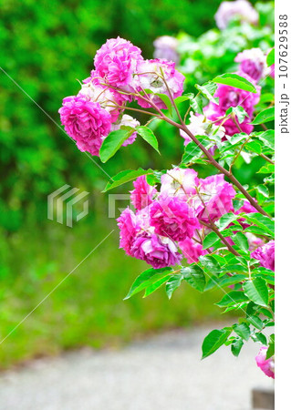 バライメージ 107629588