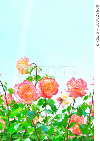 バライメージ バライメージ 107629600