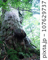木漏れ日に映える苔むす巨木 107629737