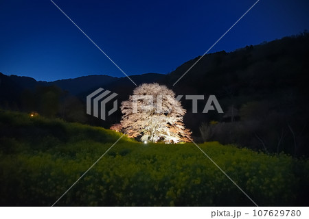 関東地方・里山の一本桜・話題の新名所、淡墨桜と菜の花畑の絶景スポット・神奈川県秦野市蓑毛(5) 関東地方・里山の一本桜・話題の新名所、淡墨桜と菜の花畑の絶景スポット・神奈川県秦野市蓑毛(5) 107629780
