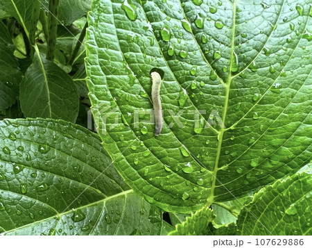 虫に食べられて穴があいていると思われる紫陽花の葉っぱ/The leaves 107629886