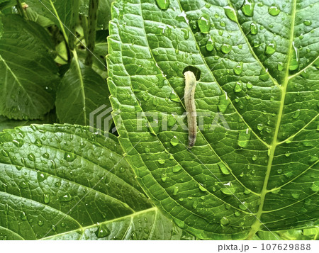 虫に食べられて穴があいていると思われる紫陽花の葉っぱ/The leaves 虫に食べられて穴があいていると思われる紫陽花の葉っぱ/The leaves 107629888