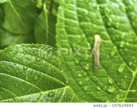 虫に食べられて穴があいていると思われる紫陽花の葉っぱ/The leaves 虫に食べられて穴があいていると思われる紫陽花の葉っぱ/The leaves 107629893