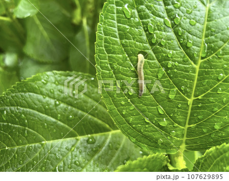 虫に食べられて穴があいていると思われる紫陽花の葉っぱ/The leaves 虫に食べられて穴があいていると思われる紫陽花の葉っぱ/The leaves 107629895