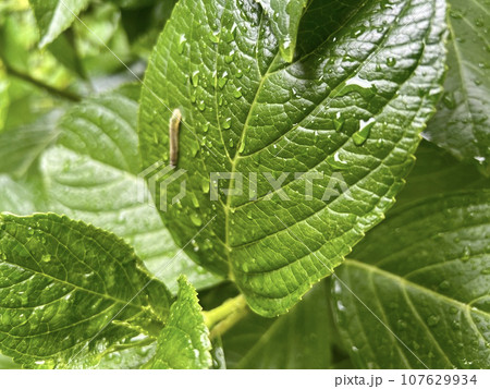 虫に食べられて穴があいていると思われる紫陽花の葉っぱ/The leaves 107629934