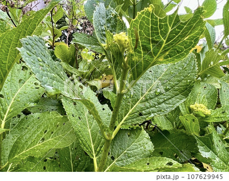 虫に食べられて穴があいていると思われる紫陽花の葉っぱ/The leaves 虫に食べられて穴があいていると思われる紫陽花の葉っぱ/The leaves 107629945