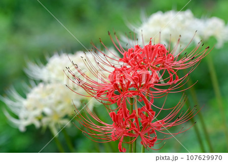 秋の野原に咲く彼岸花 107629970
