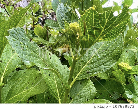 虫に食べられて穴があいていると思われる紫陽花の葉っぱ/The leaves 107629972