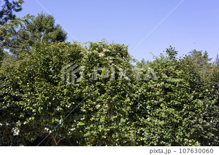 A natural scene of blue sky and forest A natural scene of blue sky and forest 107630060