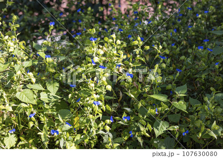 Beautiful forest scenery with blue dayflowers in full bloom Beautiful forest scenery with blue dayflowers in full bloom 107630080