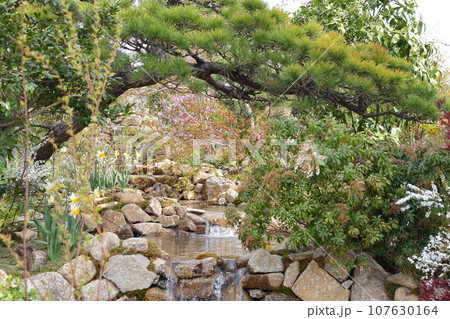 松の木が美しい日本庭園の風景 107630164