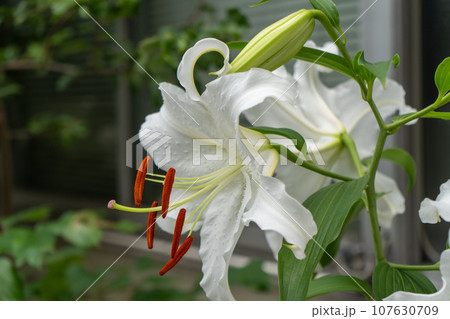 白い大きな花を咲かせる初夏のユリ 107630709