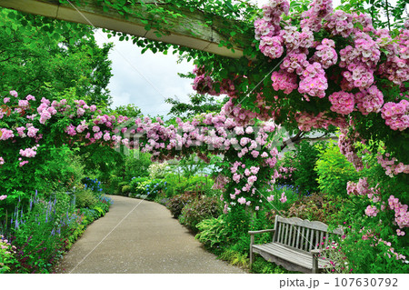 みつけイングリッシュガーデンのバラ（新潟県） 107630792