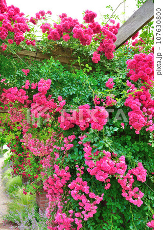 みつけイングリッシュガーデンのバラ(新潟県) みつけイングリッシュガーデンのバラ(新潟県) 107630800