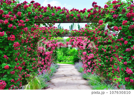 みつけイングリッシュガーデンのバラ(新潟県) みつけイングリッシュガーデンのバラ(新潟県) 107630810