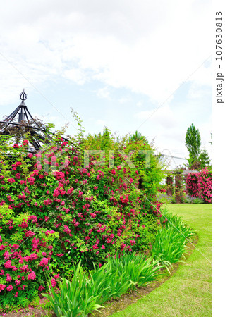 みつけイングリッシュガーデンのバラ(新潟県) みつけイングリッシュガーデンのバラ(新潟県) 107630813