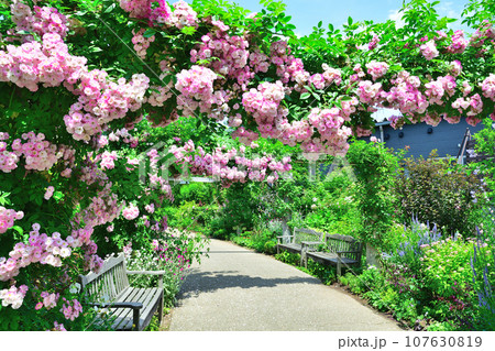 みつけイングリッシュガーデンのバラ（新潟県） 107630819