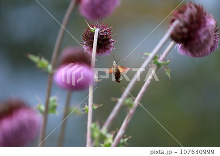 富士山麓に咲く富士アルプスと富士アザミ 107630999