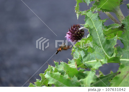 富士山麓に咲く富士アルプスと富士アザミ 107631042