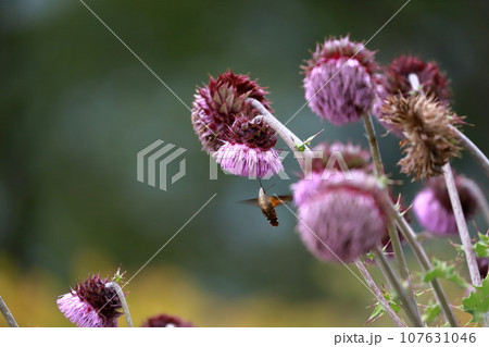 富士山麓に咲く富士アルプスと富士アザミ 107631046