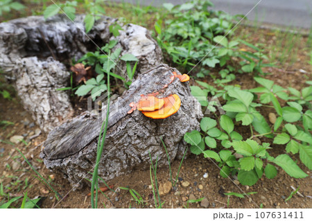 サルノコシカケ 107631411