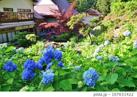 光照寺　アジサイ（新潟県） 107631422
