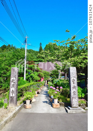 光照寺 アジサイ(新潟県) 光照寺 アジサイ(新潟県) 107631424