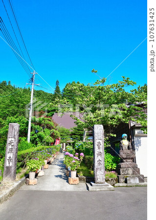 光照寺　アジサイ（新潟県） 107631425