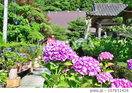 光照寺　アジサイ（新潟県） 107631426