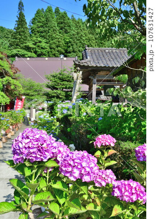光照寺　アジサイ（新潟県） 107631427