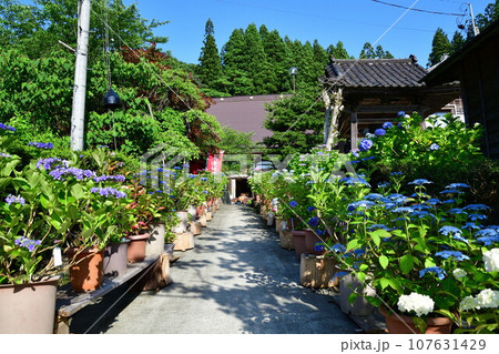 光照寺　アジサイ（新潟県） 107631429