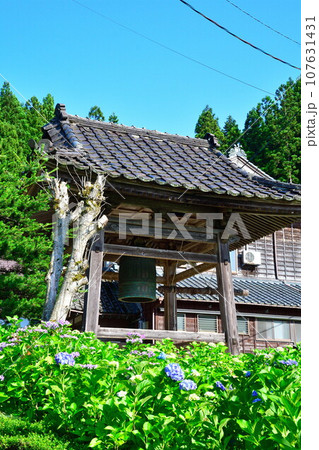光照寺　アジサイ（新潟県） 107631431