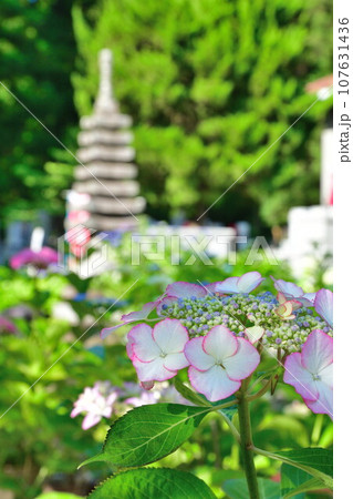 光照寺　アジサイ（新潟県） 107631436