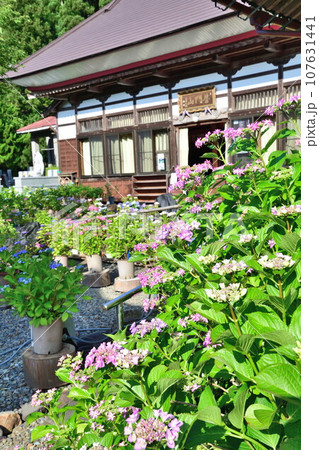 光照寺　アジサイ（新潟県） 107631441