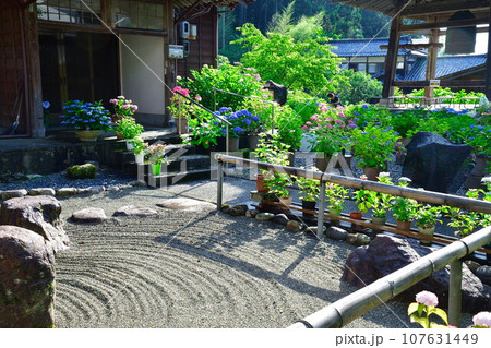 光照寺　アジサイ（新潟県） 107631449