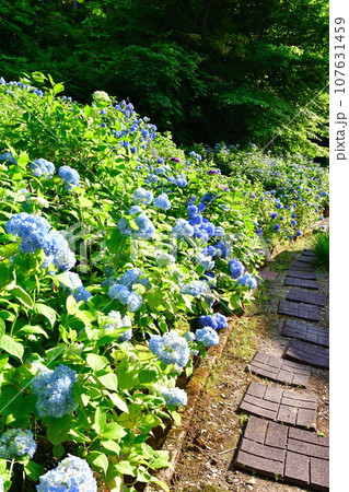 光照寺　アジサイ（新潟県） 107631459