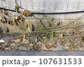Withered plant vine wrapped around an old wall 107631533
