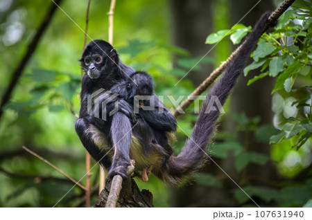 Geoffroy's Spider Monkey and its baby Geoffroy's Spider Monkey and its baby 107631940