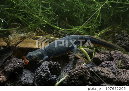 Closeup on the endangered Chinese Blue-tailed chuxiong, fire-bellied newt, Cynops or Hypesolotriton cyanurus 107632206